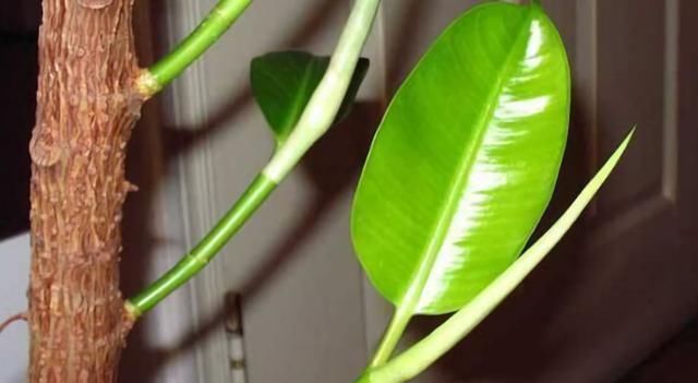 2种“废水”家家有,处理之后来浇花,根粗叶绿,半年不用施肥