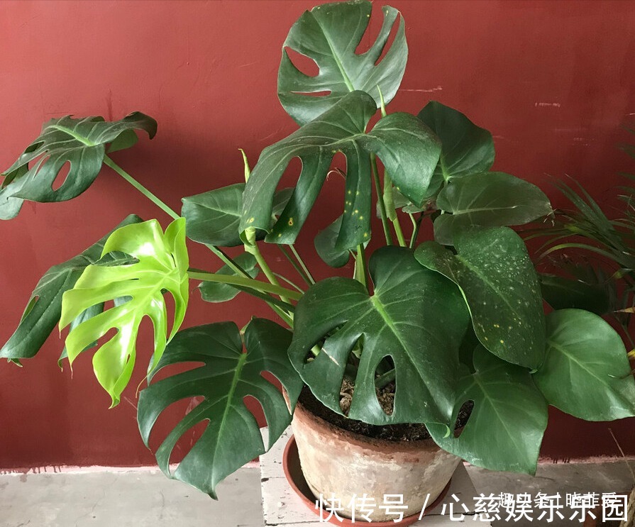 客厅养花不宜多!12种“吉祥花”任选一种,寓意好“养人”还旺家