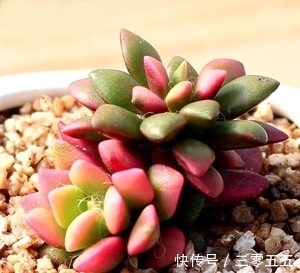 多肉植物|吹雪之松锦养护好了就能爆盆!用了这个小妙招,出锦美长满盆