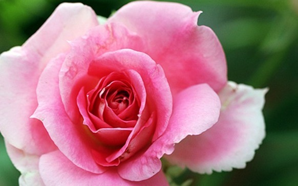 喜欢菊花，不如养盆“玫瑰珍品”法国礼服，似美人飞舞，美丽妖娆