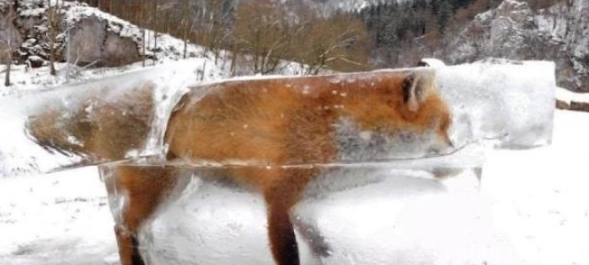 十张图片告诉你, 地球可以冷到什么程度!