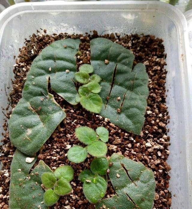 “10种花”好养又漂亮,有点散光就“生长”,花叶俱美,富贵大气