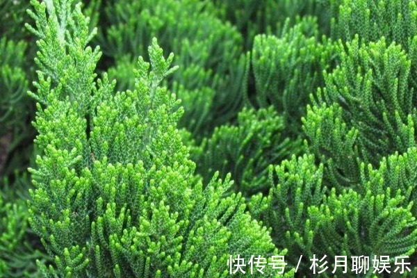 树叶|有了白发别花冤枉钱,一片树叶轻松解决,还你一头乌黑亮丽秀发!