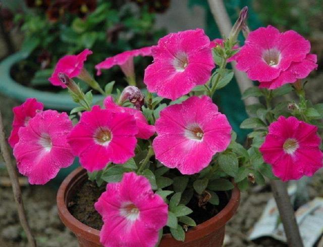 喜阳光充足的“4种花”,多晒太阳,株型饱满、花大色艳开爆盆