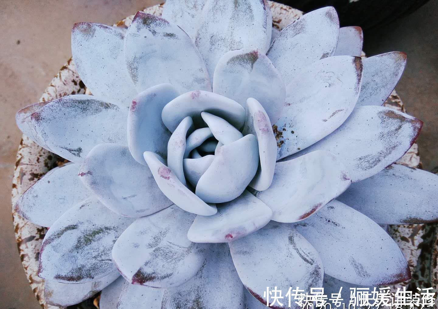 枯叶|多肉底部的枯叶该摘掉吗?当然要摘,但有些品种的枯叶不能全摘