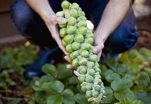 西餐厅|个大如拇指,生熟都能吃,国外是高档菜,我国35元1斤却很少人种