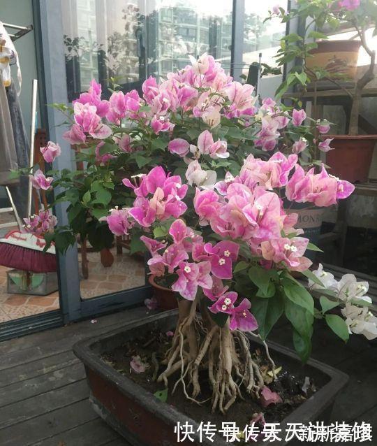 年度十大流行花卉，摆在家里，高贵优雅，又美又仙