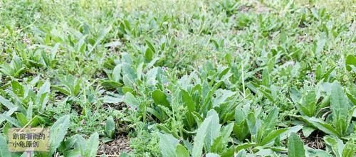 不是荠菜、苦菜，这野菜一样营养好吃，你见过但是不一定吃过