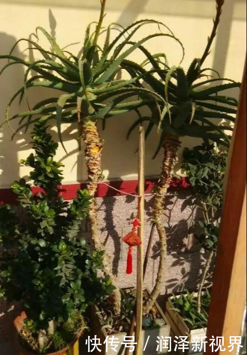 烂根|20年的玉树,10年的芦荟,枝干“胳膊粗”,是这样养成的