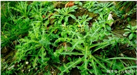 农村|五月春季农村吃这些野菜，具有降低血压，增进食欲，利尿的功效！