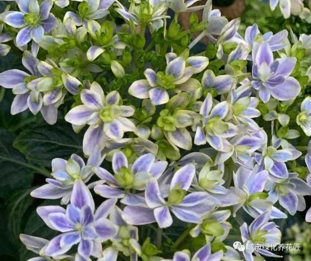 绣球花是抽水机,着不住暴晒,小心晒脱水,老司机有想法