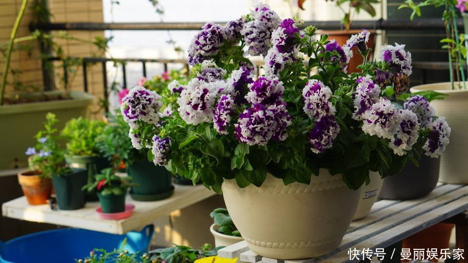 光照|新手养花选这种，好养易活，花美似牡丹，全年开花不停，值得入手