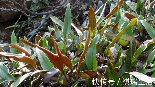 神农尝百草|藏在墙缝里的一颗野草，俗称穷人的“降压药”，一斤只要2块钱！