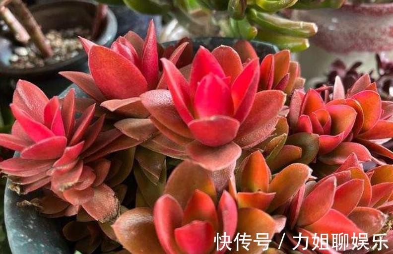 老花匠的多肉配方,学会了大小苗都能养好,简单好养适合新手