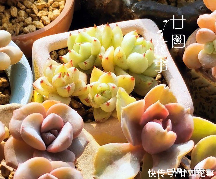 新手养多肉，记住3句“口诀”，枝粗叶胖，状态美