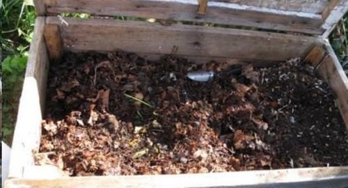 换盆的旧土里放点这个小东西,没想到变得比新土还要肥沃