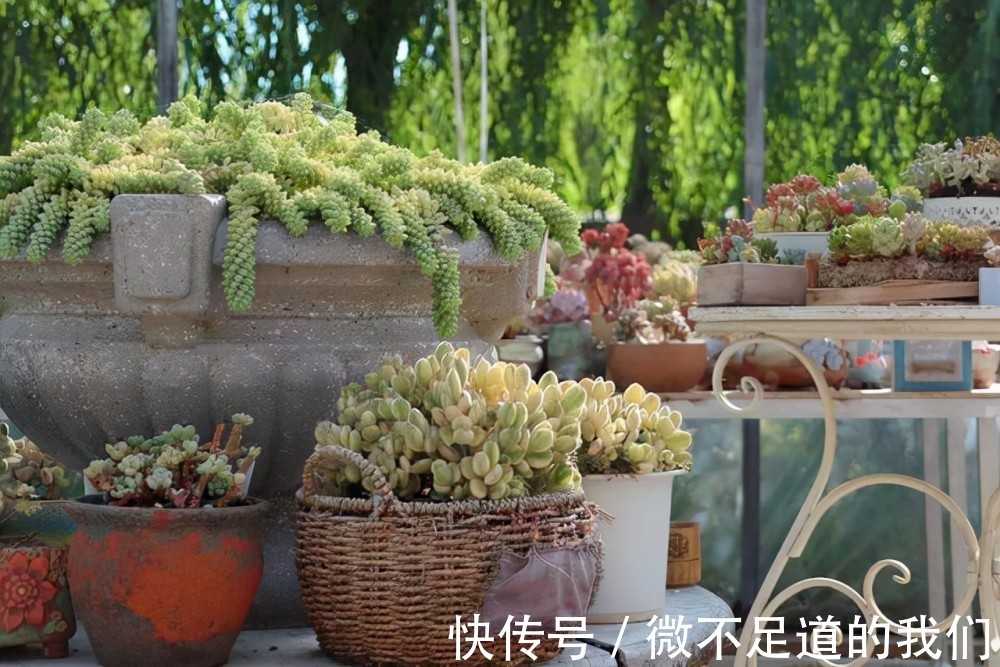 冬天养花,这7种水坚决不能浇,浇了烂根、黄叶,还不长个