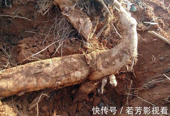 葛粉|一株重达上百斤,曾是荒年“充饥粮”,如今80元1斤却陷种植陷阱
