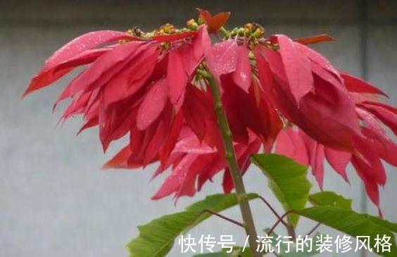 占地|大暑过后种此款小花，养在阳台特合适，娇小不占地，耐热耐晒