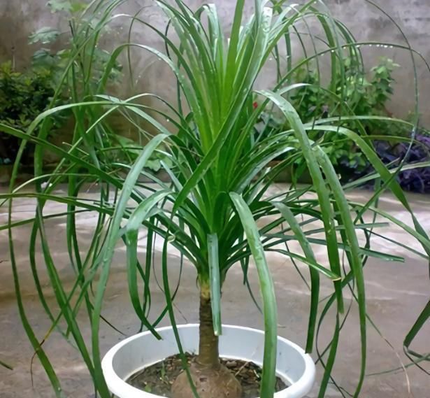 客厅4种“耐旱”花，30天不浇水，反而爆盆，枝粗叶绿适合懒人