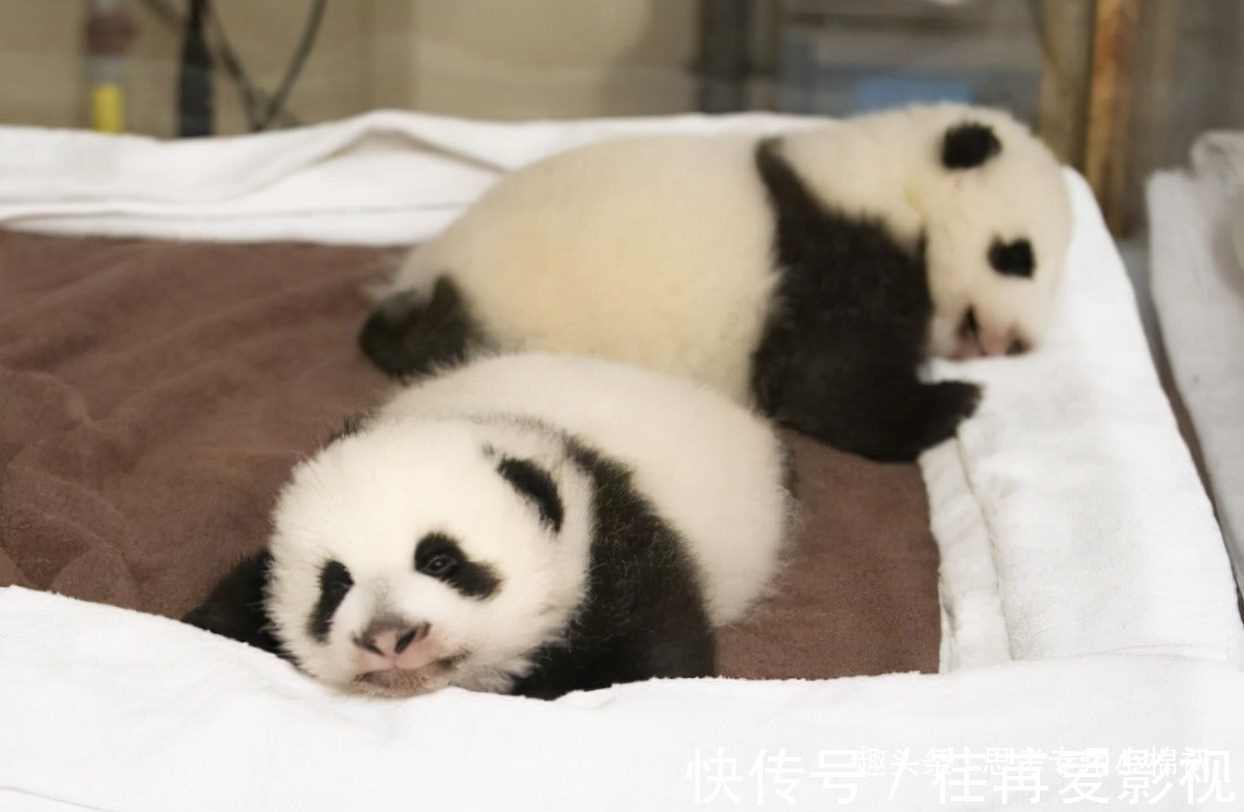 姆巴佩|梦幻联动!中国17岁奥运冠军合影姆巴佩,国宝在法国闪耀光芒