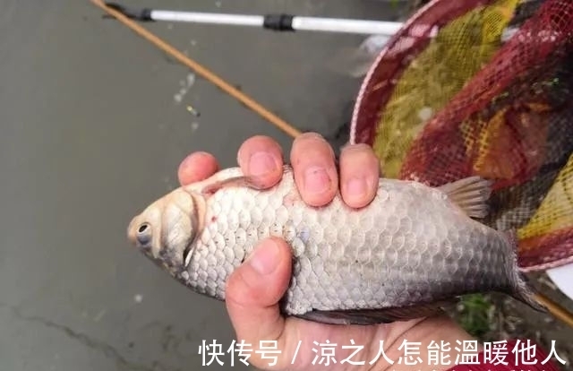 目数|带饵调平水,你得学会这样调才能更准