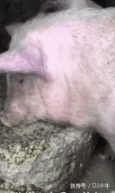 |搞笑GIF趣图拔河促进团结,唯一不好的就是费鞋!