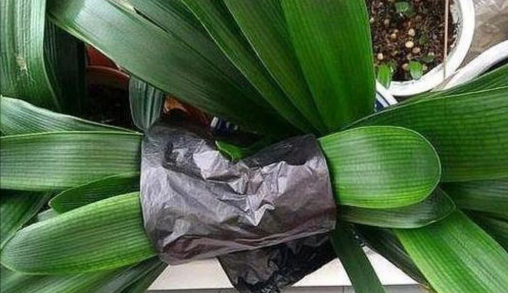 绝招|养君子兰不开花?教你2个“小绝招”,很快长出花箭