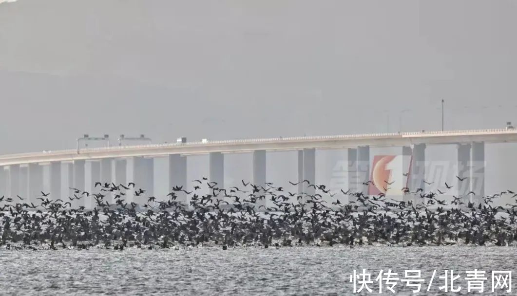 日出|太壮观！朝霞与群鸟齐飞，深圳这里美翻了