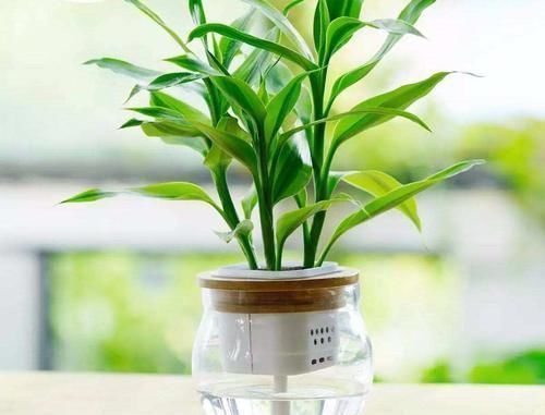 吊兰|家里什么植物可以不养，唯独这4种花万万要摆上，难怪有钱人都种