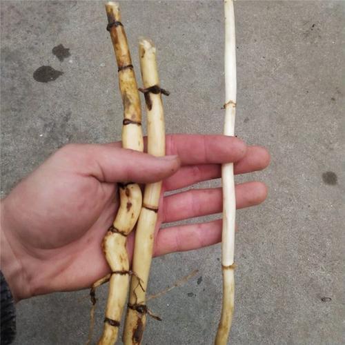 银翘|“芦根煮水喝”,过去农村治感冒发烧的土办法,简单管用!