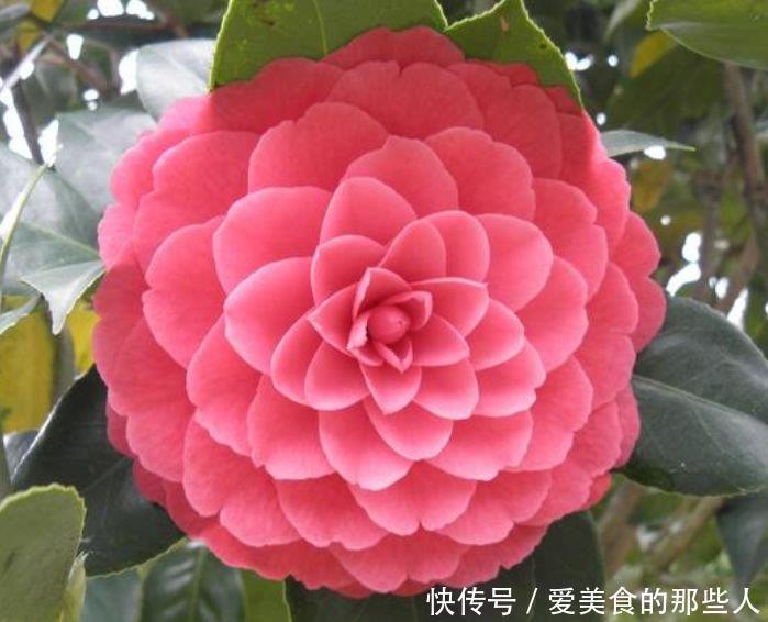 天竺葵|3种花爱开花,好养易打理,花色柔美,花朵烂漫迷人,美爆了