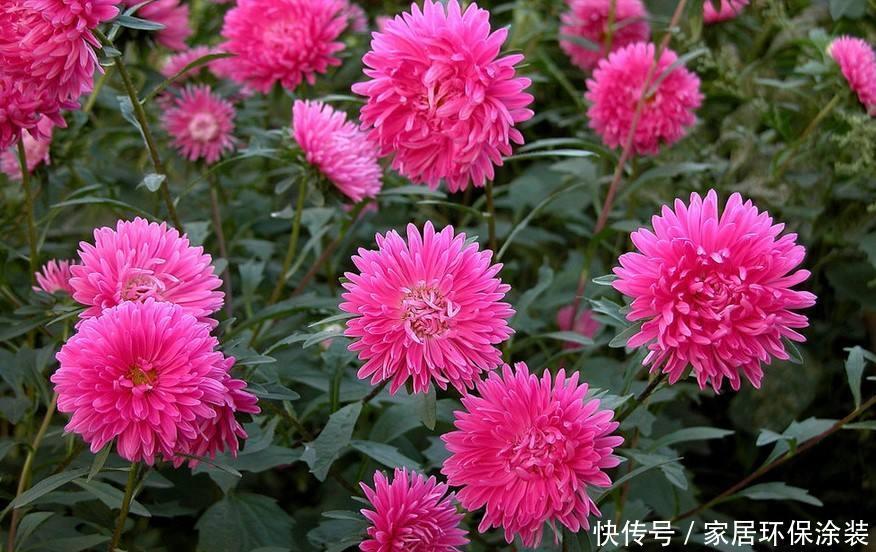 格桑花四季可播种，颜色鲜艳开花漂亮，种上种子一周就出苗，好养