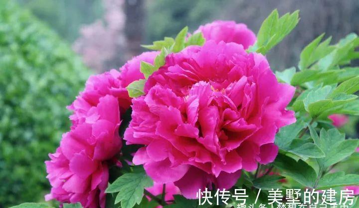 花花草草|原来花花草草也有这么多“雅称”