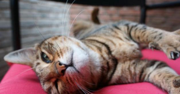 中国居民膳食指南|早晨空腹喝水很养生专家提醒3点不注意,喝了也是白喝