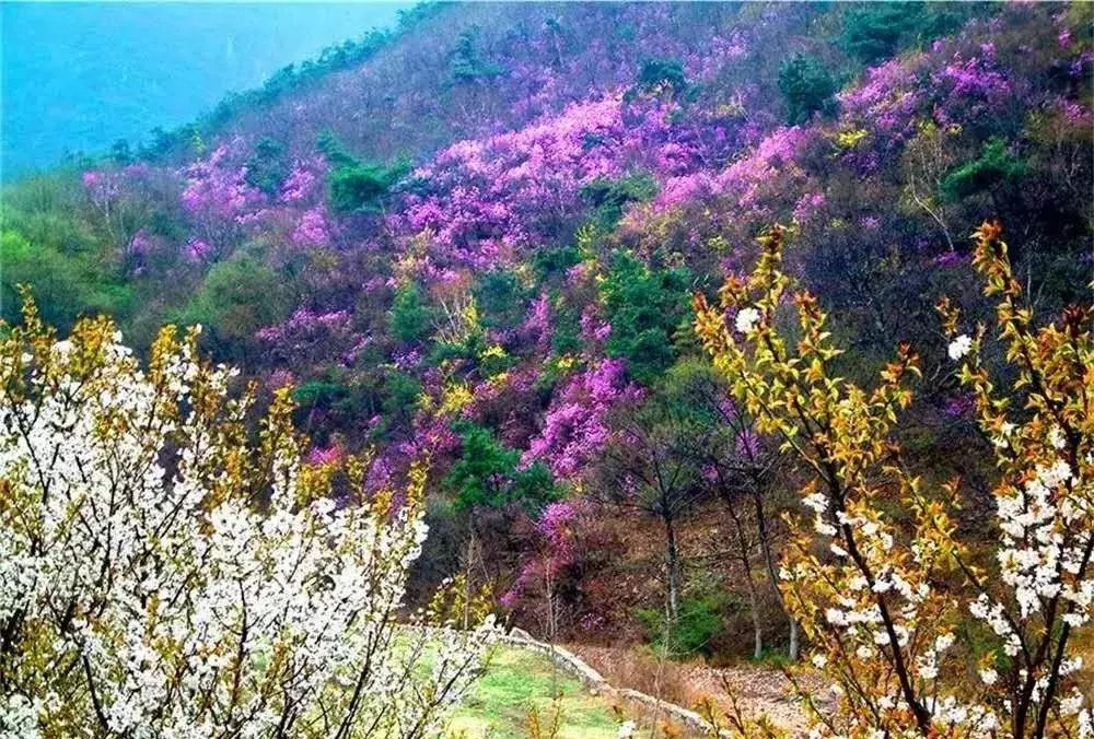 一幅色彩鲜明的油画！一年四季的五莲山美爆了！