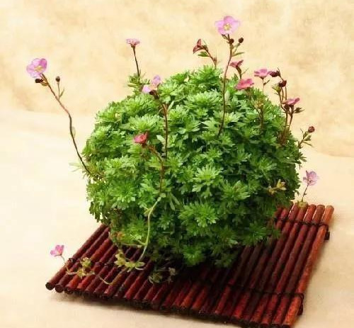 室内绿植种花不用盆，揉一个小球吊起来就让家里美翻