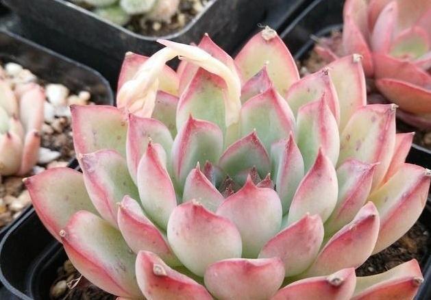 4种花就怕多浇水,烂根,黄叶多,很容易就浇死,你了解嘛