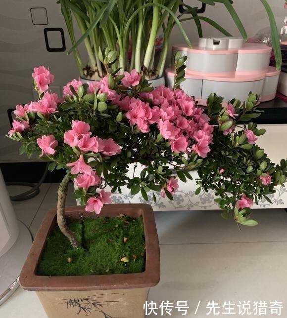 杜鹃花买回家,两个月就挂了,杜鹃有“3怕”,避开很重要