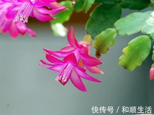 养蟹爪兰这4个千万不能放,很容易黄叶掉蕾,赶紧搬到这2个地方