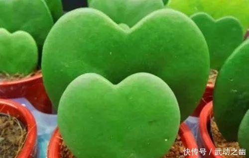 高温引起的多肉黑腐该怎么解决?如何预防黑腐病一定要知道!