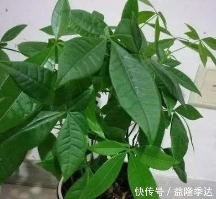 养花就养3种花,家里养一盆,养眼上档次,四季常青!