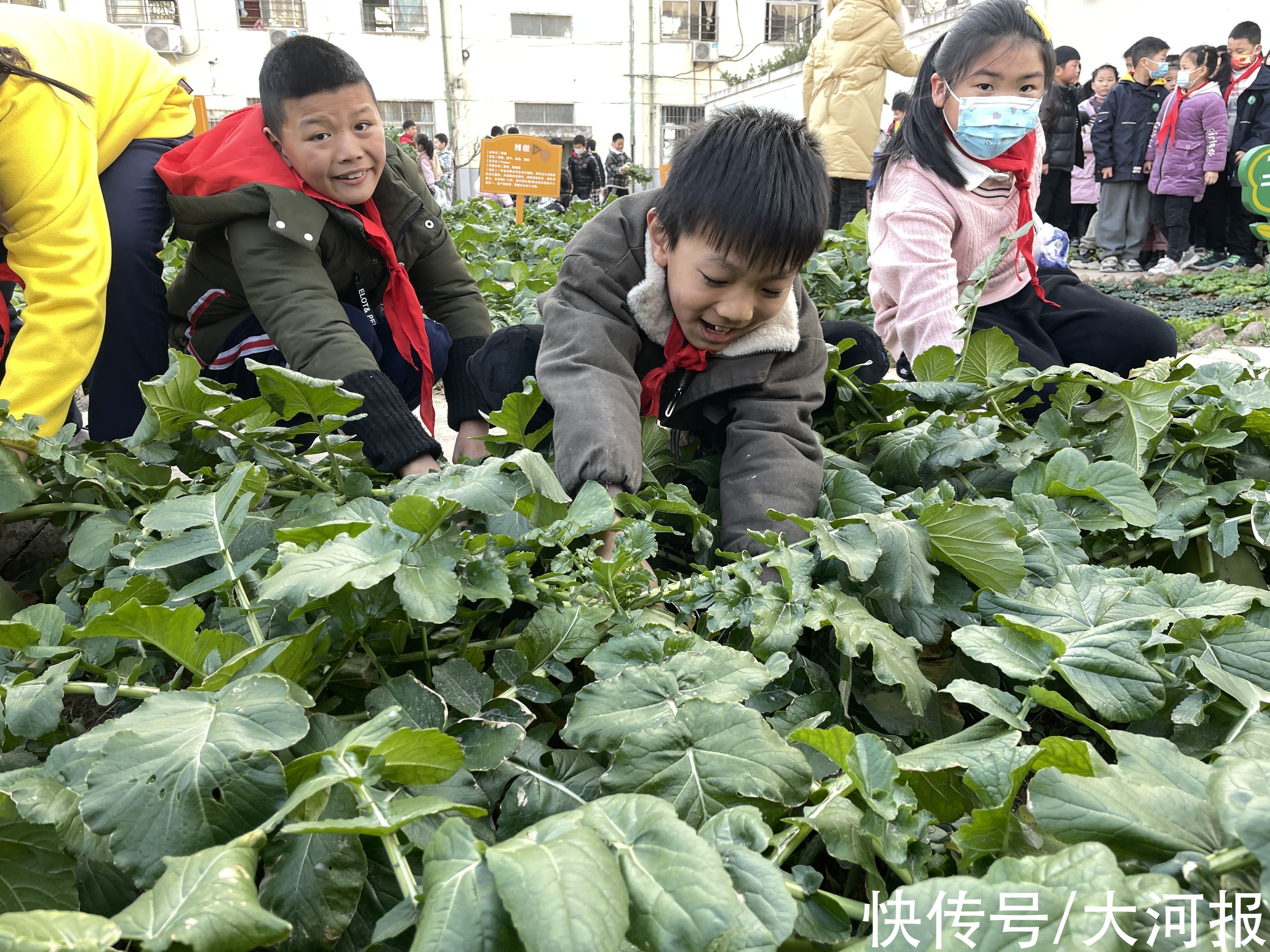 萝卜|拔萝卜喽！两亩专属农场，郑州这家小学劳动教育野趣满满