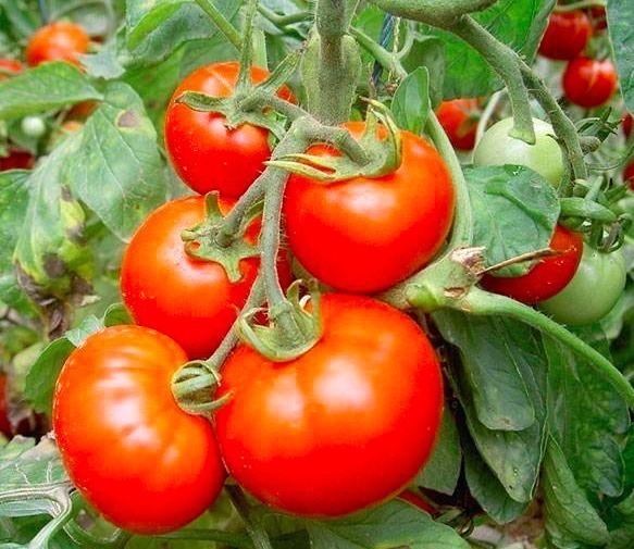 西红柿汤|女人到40不想长皱纹，多吃这5种保健水果，个个是宝，嫩肤美容