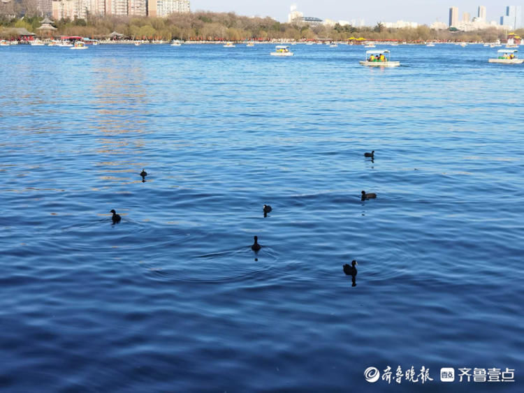 来赏春啦！济南大明湖春鸭戏水湖中泛舟美景尽收眼底哦|情报站| 来赏春啦！济南大明湖春鸭戏水湖中泛舟美景尽收眼底哦\＂,\＂i16\＂:\＂情报站