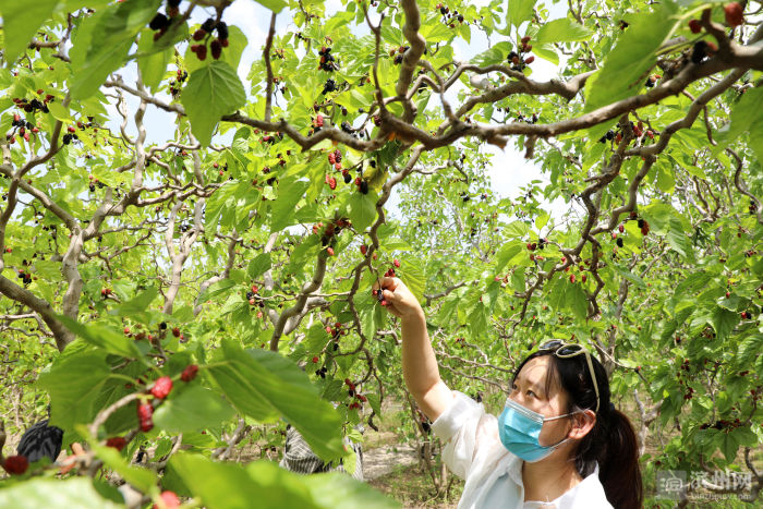 无棣县|无棣县第十届千年古桑旅游文化节开幕