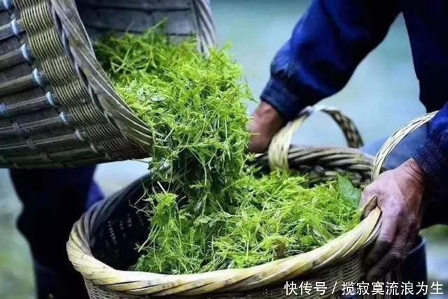 喝茶软化血管大错特错，真正对血管有好处2件事