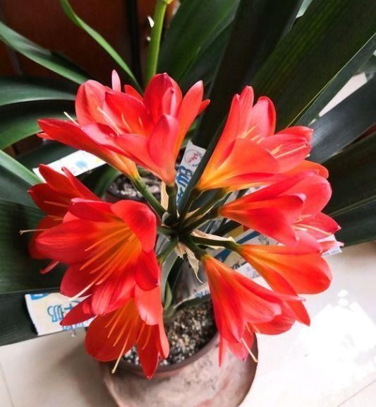 新手养君子兰,度夏注意4件事,不再烂根烂叶,安稳过夏天