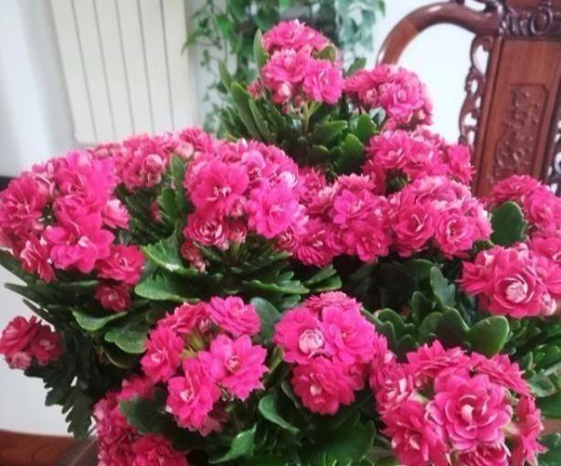 长寿花进入10月“补补身”,花苞几天冒一大堆,“开花多”溢出盆