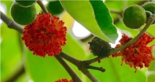 男人|农村随处可见的稀罕水果,男人吃了有益,如今20元一斤